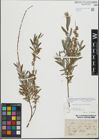 Foto von Salix repens L.